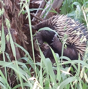 Tachyglossus aculeatus at Wirlinga, NSW - 3 Oct 2024