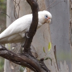 Cacatua sanguinea (Little Corella) at Mount Annan, NSW - 3 Oct 2024 by MatthewFrawley