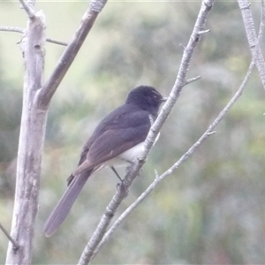 Rhipidura leucophrys at Mount Annan, NSW - 3 Oct 2024