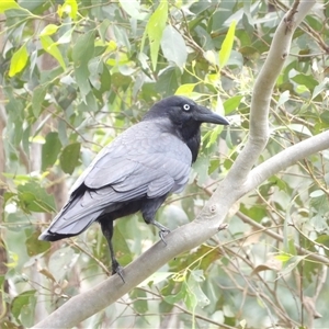 Corvus coronoides at Mount Annan, NSW - 3 Oct 2024