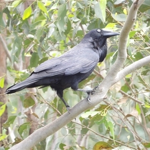 Corvus coronoides at Mount Annan, NSW - 3 Oct 2024 09:48 AM