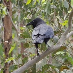 Corvus coronoides at Mount Annan, NSW - 3 Oct 2024 09:48 AM