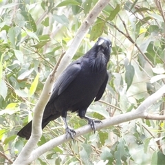 Corvus coronoides at Mount Annan, NSW - 3 Oct 2024 09:48 AM