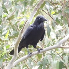 Corvus coronoides at Mount Annan, NSW - 3 Oct 2024