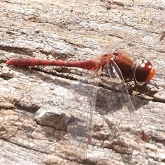 Diplacodes bipunctata (Wandering Percher) at Mount Annan, NSW - 3 Oct 2024 by MatthewFrawley