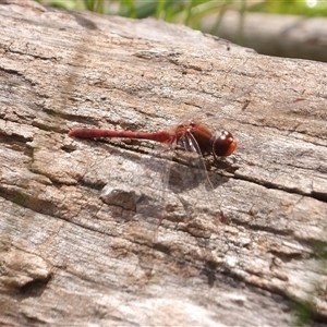 Diplacodes bipunctata at Mount Annan, NSW - 3 Oct 2024