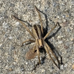 Argoctenus sp. (genus) (Wandering ghost spider) at Parkes, ACT - 27 Sep 2024 by Pirom