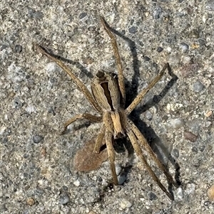 Argoctenus sp. (genus) at Parkes, ACT - 27 Sep 2024