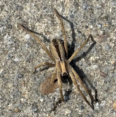 Argoctenus sp. (genus) (Wandering ghost spider) at Parkes, ACT - 27 Sep 2024 by Pirom