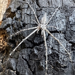 Tamopsis fickerti (Two-tailed spider) at Ainslie, ACT - 3 Oct 2024 by Pirom