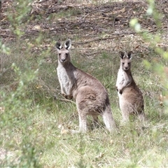 Macropus giganteus (Eastern Grey Kangaroo) at Mount Annan, NSW - 3 Oct 2024 by MatthewFrawley