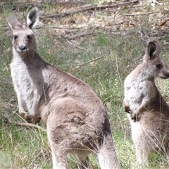 Macropus giganteus at Mount Annan, NSW - 3 Oct 2024