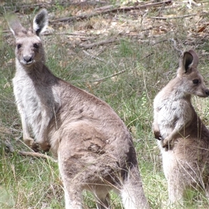 Macropus giganteus at Mount Annan, NSW - 3 Oct 2024 09:59 AM