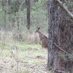 Macropus giganteus at Mount Annan, NSW - 3 Oct 2024 09:59 AM