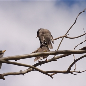 Manorina melanocephala at Mount Annan, NSW - 3 Oct 2024