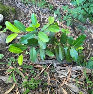 Diospyros australis at Kangaroo Valley, NSW - suppressed