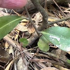 Diospyros australis at Kangaroo Valley, NSW - suppressed