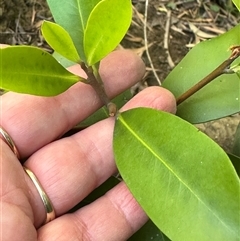 Diospyros australis at Kangaroo Valley, NSW - suppressed