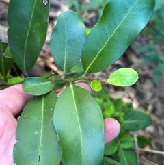 Diospyros australis at Kangaroo Valley, NSW - suppressed