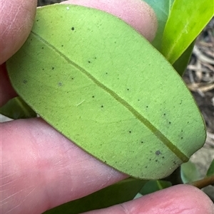 Diospyros australis at Kangaroo Valley, NSW - suppressed