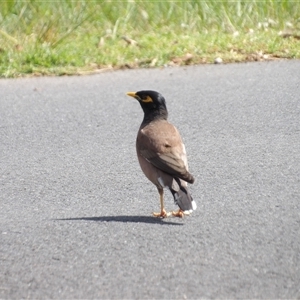 Acridotheres tristis (Common Myna) at Mount Annan, NSW by MatthewFrawley