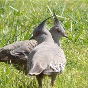 Ocyphaps lophotes (Crested Pigeon) at Mount Annan, NSW by MatthewFrawley