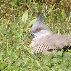 Ocyphaps lophotes at Mount Annan, NSW - 3 Oct 2024 10:27 AM