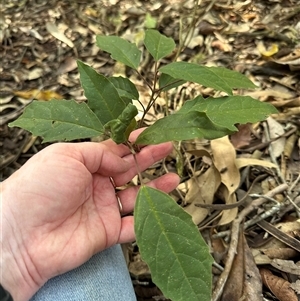 Clerodendrum tomentosum at Kangaroo Valley, NSW - 3 Oct 2024