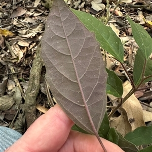 Clerodendrum tomentosum at Kangaroo Valley, NSW - 3 Oct 2024