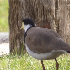 Vanellus miles (Masked Lapwing) at Mount Annan, NSW - 3 Oct 2024 by MatthewFrawley