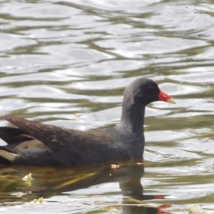 Gallinula tenebrosa (Dusky Moorhen) at Mount Annan, NSW by MatthewFrawley