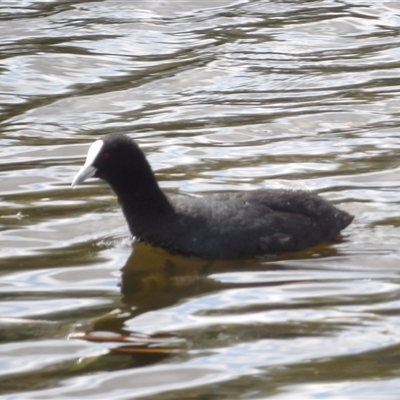 Fulica atra (Eurasian Coot) at Mount Annan, NSW - 3 Oct 2024 by MatthewFrawley