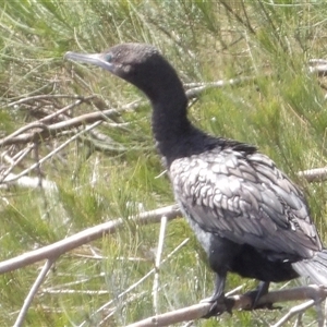 Phalacrocorax sulcirostris (Little Black Cormorant) at Mount Annan, NSW by MatthewFrawley