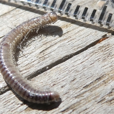 Unidentified Millipede (Diplopoda) at Belconnen, ACT - 3 Oct 2024 by JohnGiacon