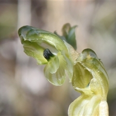 Hymenochilus bicolor (Black-tip Greenhood) at Watson, ACT - 3 Oct 2024 by HappyWanderer