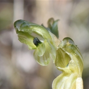 Hymenochilus bicolor (ACT) = Pterostylis bicolor (NSW) at Watson, ACT - 3 Oct 2024