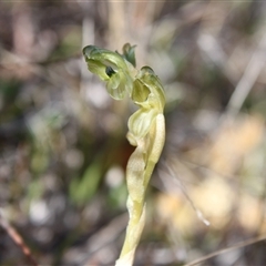 Hymenochilus bicolor (ACT) = Pterostylis bicolor (NSW) at Watson, ACT - 3 Oct 2024