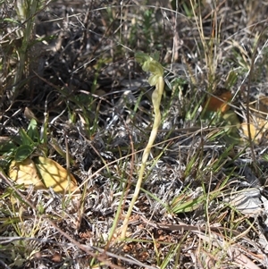 Hymenochilus bicolor (ACT) = Pterostylis bicolor (NSW) at Watson, ACT - 3 Oct 2024