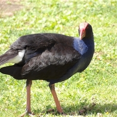 Porphyrio melanotus (Australasian Swamphen) at Mount Annan, NSW - 3 Oct 2024 by MatthewFrawley