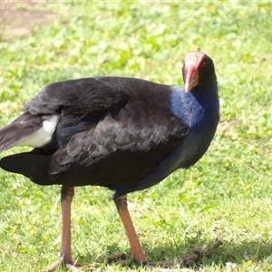 Porphyrio melanotus (Australasian Swamphen) at Mount Annan, NSW by MatthewFrawley