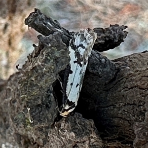 Philobota lysizona at Ainslie, ACT - 3 Oct 2024