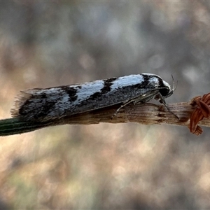 Eusemocosma pruinosa at Ainslie, ACT - 2 Oct 2024