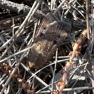 Agrotis infusa at Ainslie, ACT - 3 Oct 2024