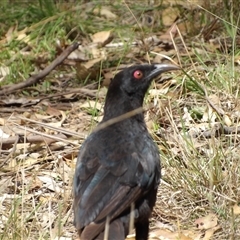 Corcorax melanorhamphos (White-winged Chough) at Mount Annan, NSW - 3 Oct 2024 by MatthewFrawley