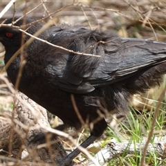 Corcorax melanorhamphos at Mount Annan, NSW - 3 Oct 2024