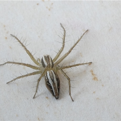 Oxyopes gracilipes (Graceful-legs Lynx Spider) at Belconnen, ACT - 3 Oct 2024 by JohnGiacon