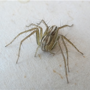 Oxyopes gracilipes at Belconnen, ACT - 3 Oct 2024 02:45 PM