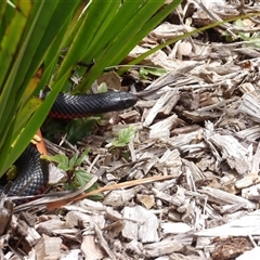 Pseudechis porphyriacus (Red-bellied Black Snake) at Mount Annan, NSW - 3 Oct 2024 by MatthewFrawley