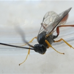 Dusona sp. (genus) (A Campopleginae Parasitic Wasp) at Belconnen, ACT - 3 Oct 2024 by JohnGiacon