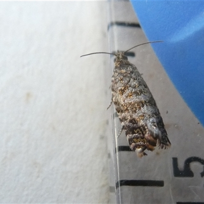 Isochorista (genus) (A Tortricid moth) at Belconnen, ACT - 3 Oct 2024 by JohnGiacon